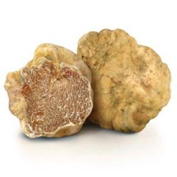 Tartufo bianco tuber magnatum pico