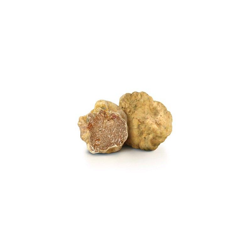 Tartufo bianco tuber magnatum pico