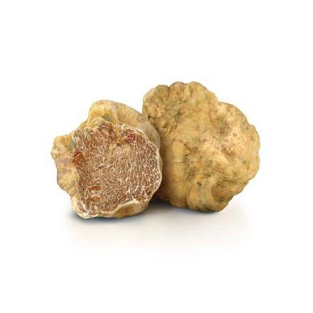 Tartufo bianco tuber magnatum pico