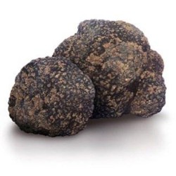 Tartufo Nero Uncinatum Chatin Vitt