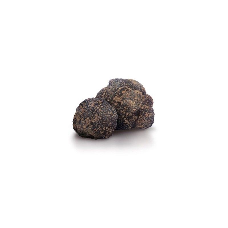 Tartufo Nero Uncinatum Chatin Vitt