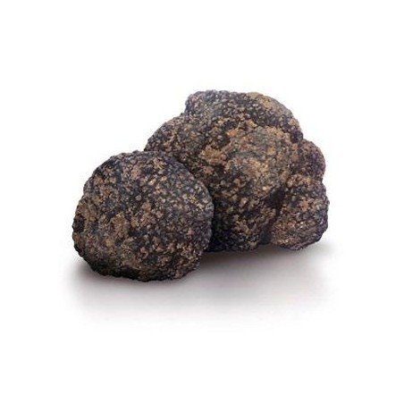 Tartufo Nero Uncinatum Chatin Vitt