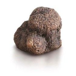 Winter Black Truffle